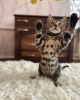 Photo №1. bengal cat - for sale in the city of Paris | negotiated | Announcement № 85902