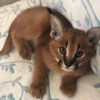 Photo №2 to announcement № 99775 for the sale of caracal - buy in United Kingdom 