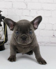 Photo №1. french bulldog - for sale in the city of Brno | Is free | Announcement № 83184