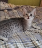 Additional photos: Kittens of rare breed Egyptian UIA are on sale