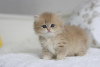 Photo №1. british longhair - for sale in the city of Novosibirsk | negotiated | Announcement № 58399