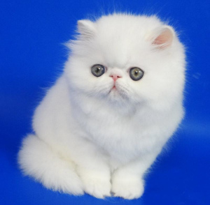 Photo №1. persian cat - for sale in the city of Mogilyov | 200$ | Announcement № 675