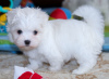 Photo №2 to announcement № 44545 for the sale of maltese dog - buy in Germany private announcement