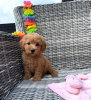 Photo №3. Adorable Puppy. United States