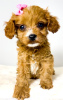 Additional photos: Cavapoo-cavapoo (Cavalier Toy Poodle)