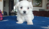 Photo №1. maltese dog - for sale in the city of Catania | 371$ | Announcement № 107584