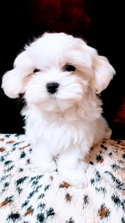 Photo №4. I will sell maltese dog in the city of Москва. private announcement - price - 551$