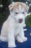 Photo №3. Trained Siberian Husky puppies with Pedigree in Germany. Germany