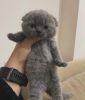 Photo №2 to announcement № 96235 for the sale of scottish fold - buy in United States private announcement
