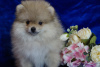 Photo №2 to announcement № 35342 for the sale of pomeranian - buy in Russian Federation breeder