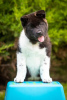 Photo №4. I will sell american akita in the city of Dnipro. breeder - price - 1414$