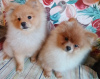 Photo №2 to announcement № 122562 for the sale of pomeranian - buy in Serbia 