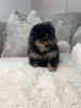 Photo №3. pomeranian. United States