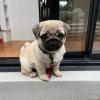 Photo №1. pug - for sale in the city of Brno | Is free | Announcement № 92923
