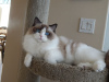 Photo №1. ragdoll - for sale in the city of Berlin | 158$ | Announcement № 97597