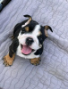 Photo №2 to announcement № 116833 for the sale of english bulldog - buy in Germany private announcement