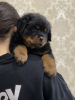 Photo №2 to announcement № 36623 for the sale of rottweiler - buy in Russian Federation breeder