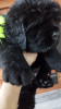 Photo №2 to announcement № 86964 for the sale of newfoundland dog - buy in Belarus private announcement