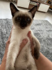 Photo №2 to announcement № 125407 for the sale of siamese cat - buy in Germany private announcement