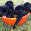 Photo №1. pug - for sale in the city of Berlin | 264$ | Announcement № 107366