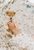 Photo №1. shiba inu - for sale in the city of Minsk | 800$ | Announcement № 19579