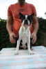 Photo №4. I will sell boston terrier in the city of Belgrade. breeder - price - negotiated