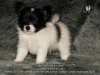 Photo №2 to announcement № 39358 for the sale of papillon dog - buy in Russian Federation from nursery