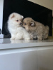 Photo №4. I will sell pomeranian in the city of Noordwijk. private announcement, breeder - price - 423$