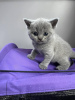 Photo №2 to announcement № 103619 for the sale of british shorthair - buy in Australia private announcement