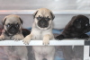 Photo №1. pug - for sale in the city of Фредериксборг | 423$ | Announcement № 125648