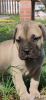 Additional photos: Bullmastiff puppies