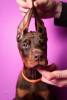 Additional photos: Doberman puppies for sale