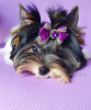 Photo №3. Biewer Terrier puppy for sale, girl, little princess. FCI Pedigree.. Georgia