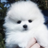 Photo №4. I will sell pomeranian in the city of Cologne. private announcement - price - 380$