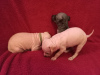 Photo №2 to announcement № 11137 for the sale of american hairless terrier - buy in Russian Federation private announcement