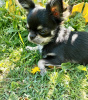 Photo №2 to announcement № 105032 for the sale of chihuahua - buy in Germany breeder