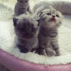 Photo №3. Scottish fold Email  kittensadoption7@gmail.com. United Kingdom