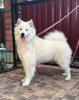 Photo №4. I will sell samoyed dog in the city of Kishinev. breeder - price - 317$