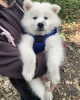 Photo №3. Amazing Samoyed Puppies. United Kingdom