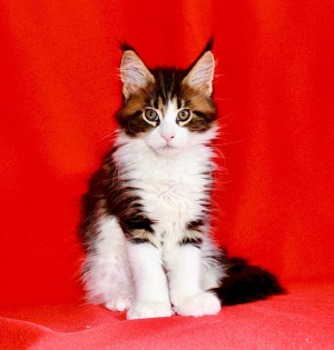 Photo №4. I will sell maine coon in the city of St. Petersburg. private announcement - price - negotiated