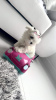 Photo №2 to announcement № 102538 for the sale of maltese dog, maltipu - buy in United States private announcement