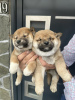 Photo №2 to announcement № 126772 for the sale of shiba inu - buy in Serbia 