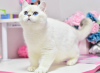 Photo №4. I will sell british shorthair in the city of Dnipro. from nursery, breeder - price - 650$