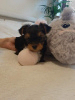 Photo №1. yorkshire terrier - for sale in the city of Wrocław | 2113$ | Announcement № 111862