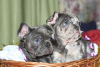 Photo №1. french bulldog - for sale in the city of Kiev | 2444$ | Announcement № 8488