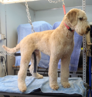 Photo №2. Service of the groomer in Russian Federation. Price - 10$. Announcement № 448