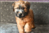 Photo №2 to announcement № 25098 for the sale of soft-coated wheaten terrier - buy in Germany private announcement
