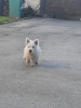 Photo №4. I will sell west highland white terrier in the city of Ruma.  - price - negotiated