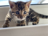 Additional photos: Urgently selling cute bengal kittens