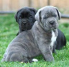 Photo №1. cane corso - for sale in the city of Lisbon | 250$ | Announcement № 117805